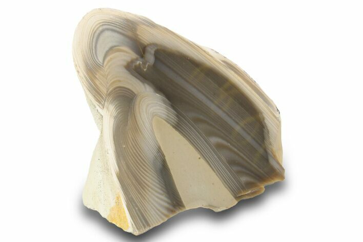 Polished Striped Flint Stand Up - Poland #299366